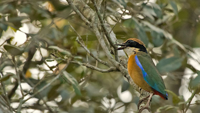 The Mangrove Pitta: A Blue Streak in the Mud