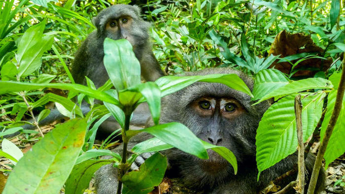 Island Shenanigans: Nicobar Long-tailed Macaques in a Tropical World by the Sea