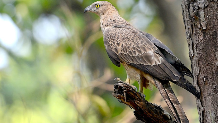 In my Backyard: The Oriental Honey-buzzard