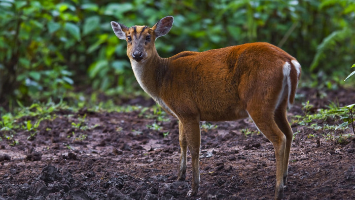 Barking Deer or Indian Muntjac: The Solitary Reaper