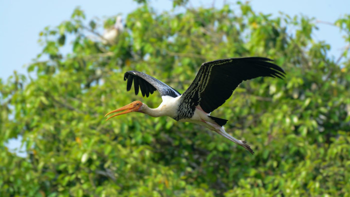 Painted Storks: The Winged Daughters of Kokkarebellur