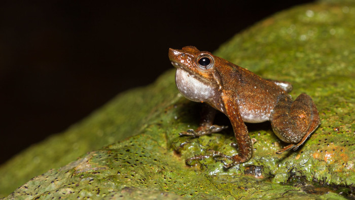 Shaking a Leg with the Kottigehar Dancing Frog