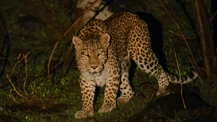 Dark Side: Spotting a Leopard in Panna Tiger Reserve