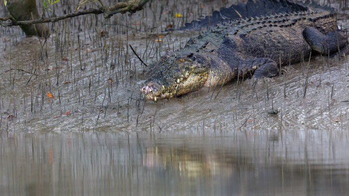 Saltwater Crocodile: Dragons of the Sundarbans Swamps