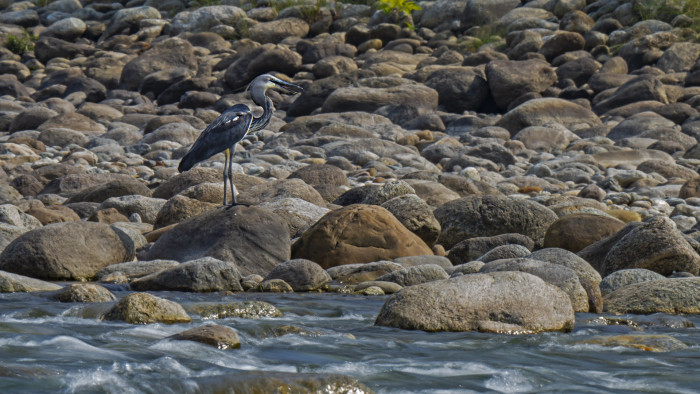 Tall, Dark, and Lonesome: The White-bellied Heron’s Last Call for Help