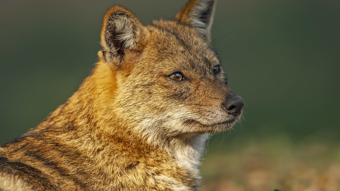 Golden Jackal: Wandering Howler of Indian Jungles and Backyards