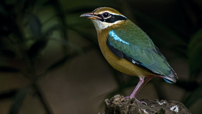 Indian Pitta: A Whistling, Winged Rainbow