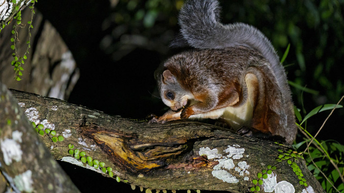 Night Flyer: The Red Giant Gliding Squirrel in Namdapha National Park
