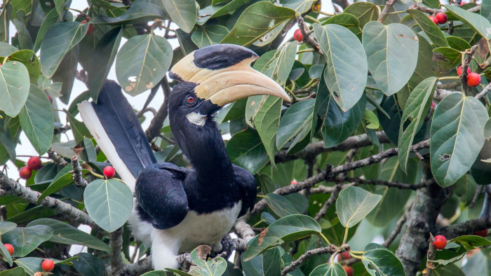 Hornbills of India: Encounters to Remember