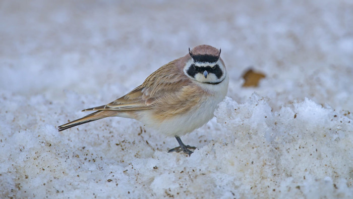 Horned Lark: The Crazy Bird and its Crazy Nest