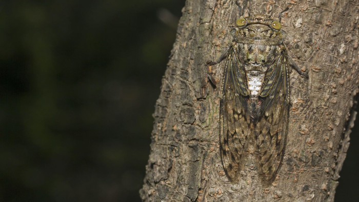 Monsoon Musicians: Songs of the Cicadas