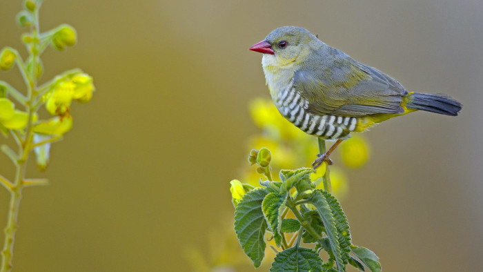 Green Munia: The Gullible Beauty of the Scrub Forest