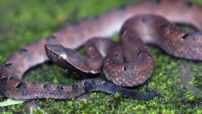 Hump-nosed Pit Viper: Gem on the Forest Floor