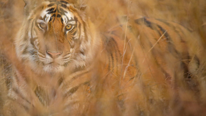 Bold and Beautiful: Panna’s Glorious Tigers