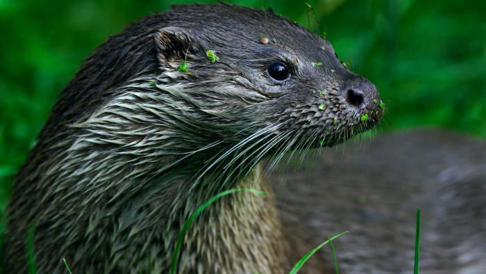 A Hidden Life: The Mystery of the Eurasian Otter