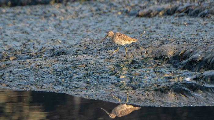 Accidental Tourist: The Vagrant Long-Billed Dowitcher