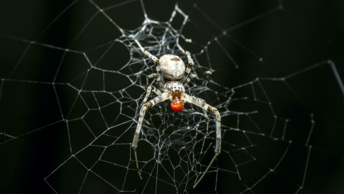 Orb-weaving Spiders in Art and Imagination