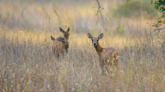 Chousingha: The Shy Four-horned Antelope