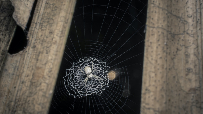 Spirals Through Time: Evolution of Orb-weaver Webs