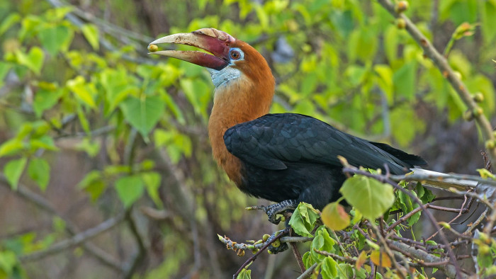 Narcondam Hornbills: Gardeners of their Island Eden