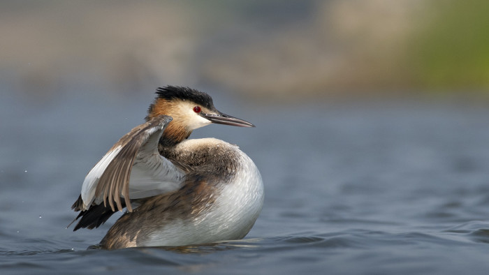 Love at First Dance: The Charming Romance of Great Crested Grebes