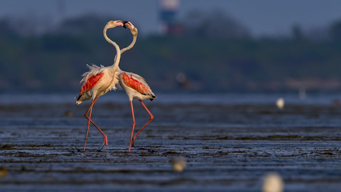 Frabjous Flamingos: Haughty Ballerinas of the Wetlands