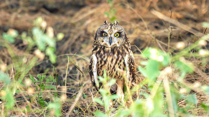 Pussyfooting Parliamentarians: Short-eared Owls in the Little Rann