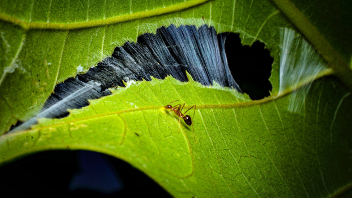 Weaver Ants: Leafy Kingdoms and New Empires