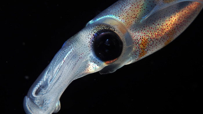 Smart and Saucy: The Story of Wild Squids