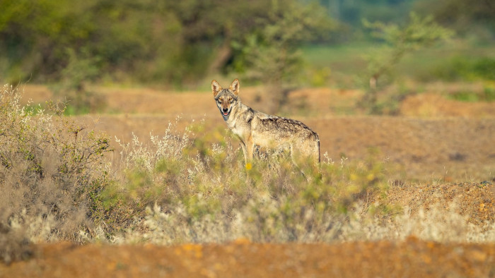 Indian Grey Wolf: Ghosts of The Grasslands