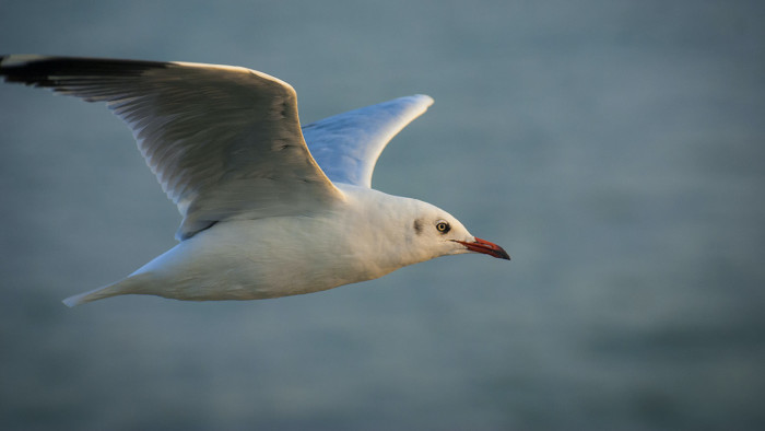 Mischief Makers: The Disgraceful Antics of Graceful Gulls