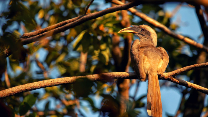 Indian Grey Hornbill: Unsung Hero of Urban Forests