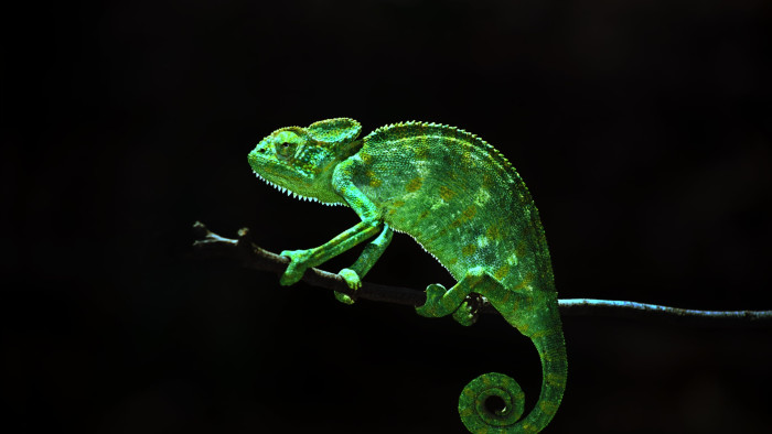 Indian Chameleon and the Art of Disappearing