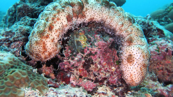 Sea Cucumbers: Silent Superheroes of the Seas