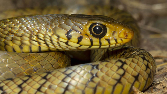 Indian Rat Snake: Nature’s Own Pest Control