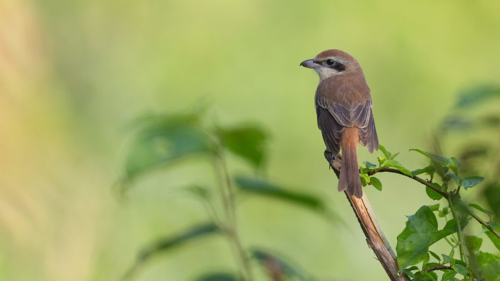 Sticking Point: Bewitched by the Brown Shrike