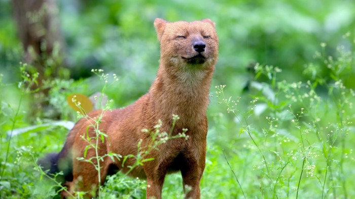 Going to the Dogs? Turning the Page for India’s Endangered Dhole