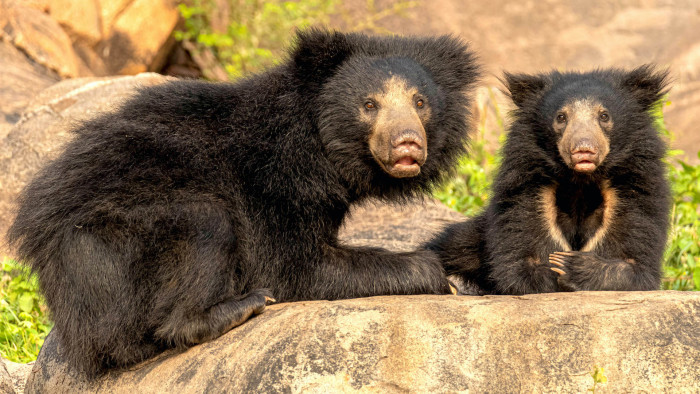 Bare Truth: Why We Need to Save Our Sloth Bears