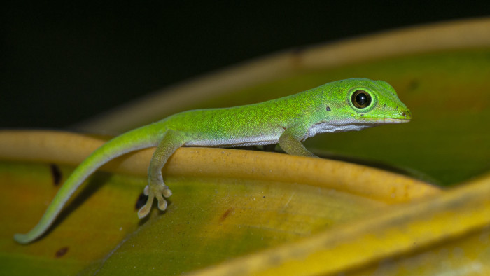 Andaman Day Gecko: Fleet-footed Flecks of Green