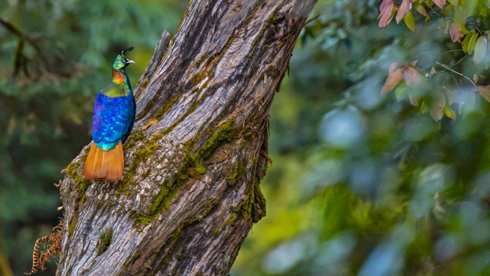 Winged Wonders of Uttarakhand