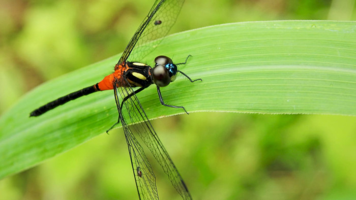 Ruby-tailed Hawklet: Black Dragon in Red Shorts
