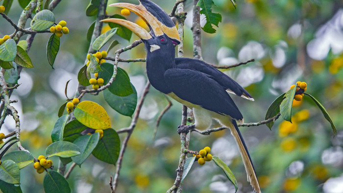 Malabar Pied Hornbill: In Tuxedos for the Fruit Party
