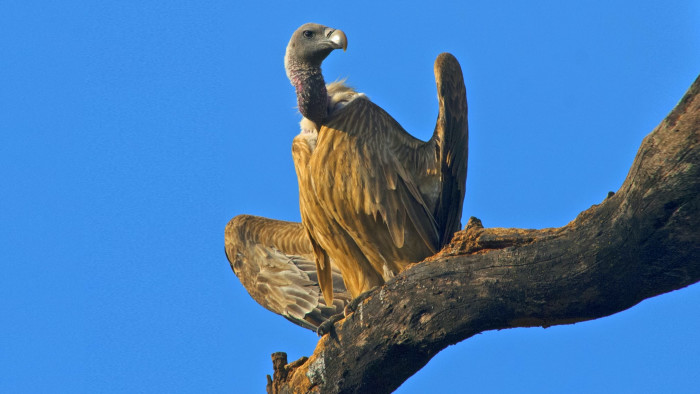 Dizzying Decline of the Indian Vulture