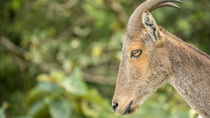 Clouds, Hills, and Sightings of the Nilgiri Tahr
