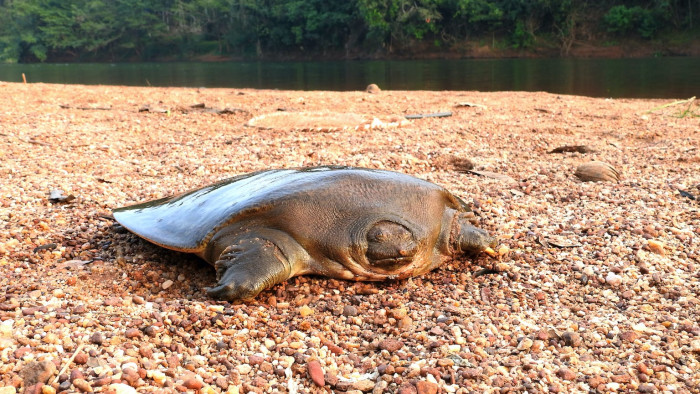 Vanishing Act: The Slow Decline of Cantor’s Giant Softshell Turtle