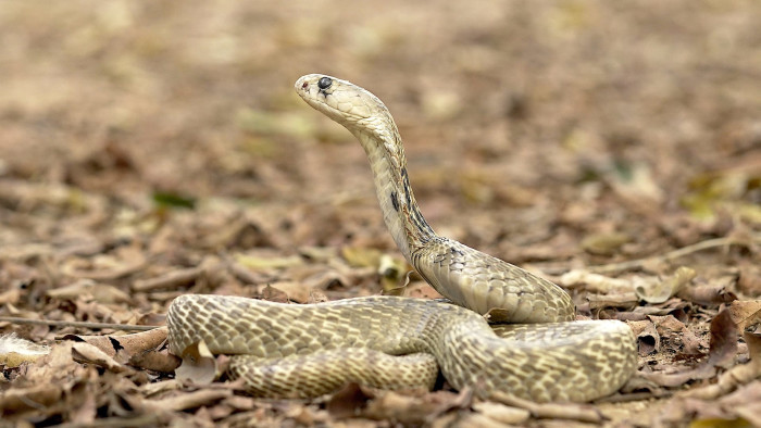 Spectacled Cobra: An Unwilling Icon