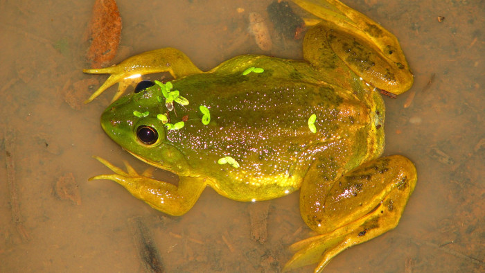 Skittering Frogs: Look Closely, They’re Floating on Water Everywhere