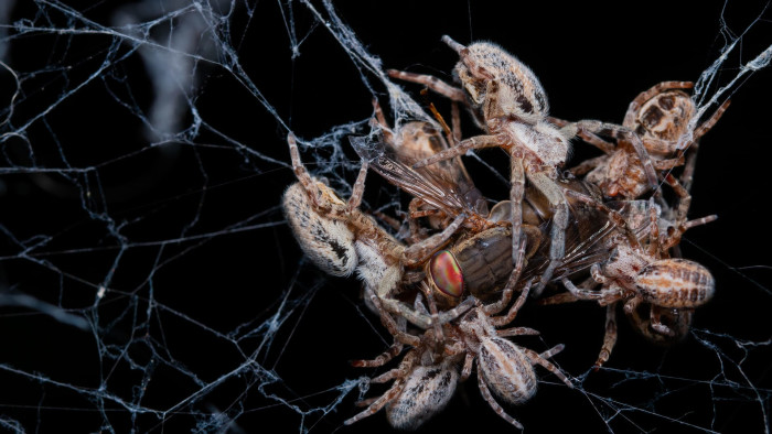 Huddle Together: Social Spiders and Their Myriad Guests
