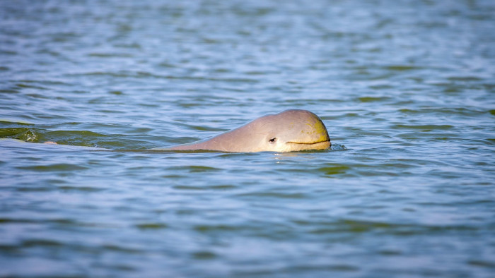 Fishing Friends: Irrawaddy Dolphins and the Fishers of Chilika Lagoon