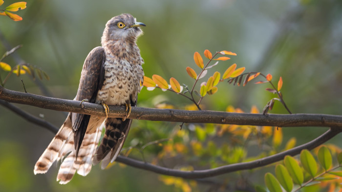 The Rousing Call of the Common Hawk-Cuckoo